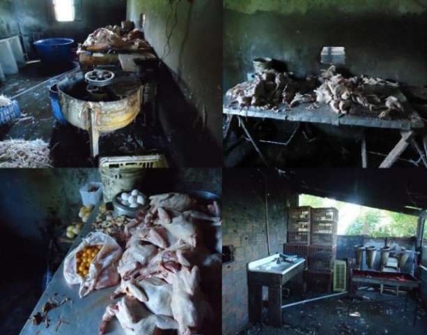 Abatedouro clandestino "maquiava" ave para vender como frango caipira