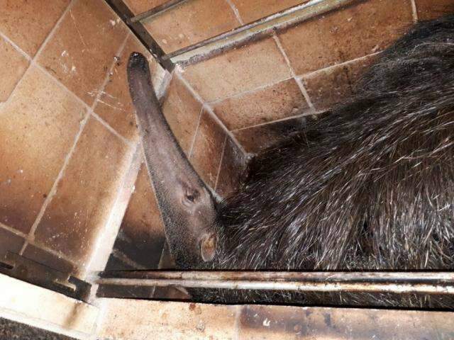 Tamandu&aacute; &eacute; achado em churrasqueira de casa em bairro nobre da Capital 