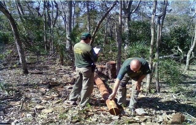 Fazendeiro &eacute; multado em R$ 44,9 mil por corte de &aacute;rvores protegidas