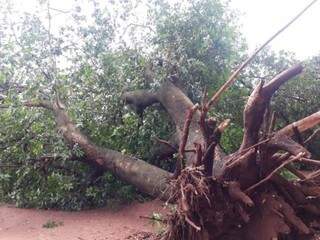 Árvores foram arrancadas pelo vento em vários bairros da cidade (Foto: Divulgação/Perfil News)