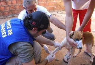 Agente de saúde coleta sangue em cachorro durante ação contra a leishmaniose em Dourados (Foto: Divulgação/A. Frota)