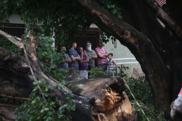 &Aacute;rvore cai e deixa fam&iacute;lia isolada em casa por quase cinco horas