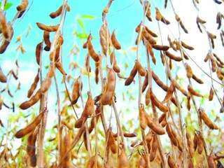 Safra de soja deve crescer 3,6% em Mato Grosso do Sul, segundo IBGE (Foto: Helio de Freitas)