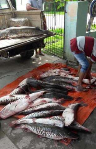 Piracema n&atilde;o impede pesca predat&oacute;ria que vira rotina na fronteira