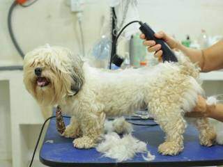 Quando o corte no &quot;cabelo&quot; n&atilde;o cai bem, os c&atilde;es tamb&eacute;m se escondem deprimidos 