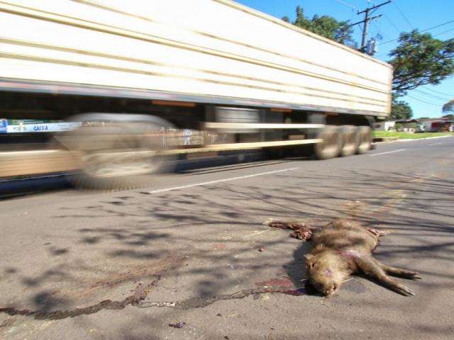 Capivaras s&atilde;o v&iacute;timas do desrespeito ao limite de velocidade em avenida