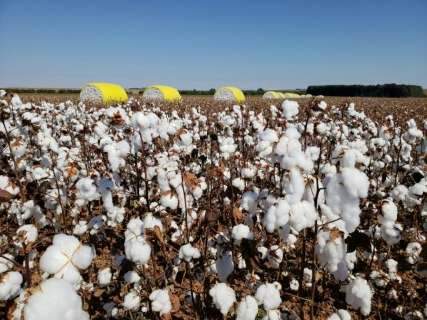 Aumento na disponibilidade faz preço do algodão cair 8,69% em MS