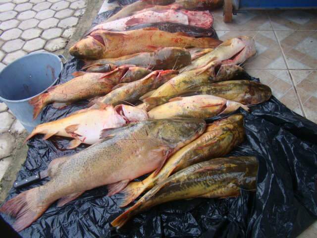 PMA apreende 111 kg de pescado no Pantanal