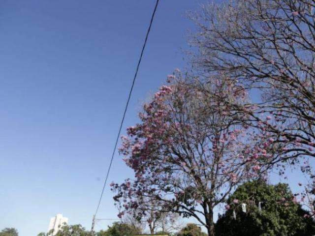 Vai e vem do frio deixa presente para a cidade em forma de flores de ip&ecirc;