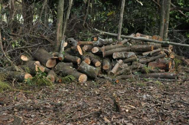 Homem &eacute; multado em R$ 6 mil por desmatar 20 hectares em Bela Vista