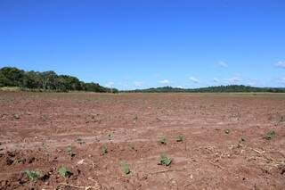 Com soja em alta, município de Bonito vive expansão da lavoura (Foto: Kisie Ainoã)