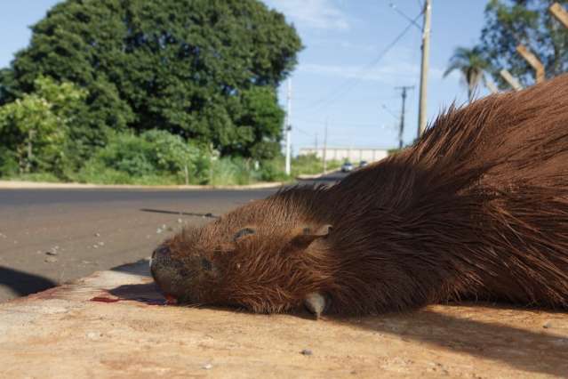 Entenda porqu&ecirc; as capivaras &quot;invadiram&quot; as ruas de Campo Grande