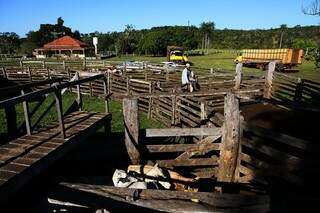 No dia 5 de junho, fazendeiros começaram a retirar gado das fazendas de Sidrolândia.