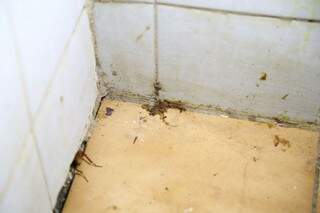 Aracnídeo no canto da parede, provavelemente atraído pela barata; casal diz que insetos estão morrendo porque eles aplicaram veneno pela casa (Foto: Alcides Neto)