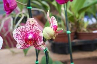 Para o vendedor de flores, apreciar as orquídeas é uma questão de sensibilidade (Foto: Paulo Francis)