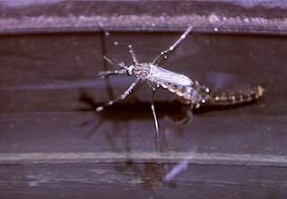 Aedes aegypti é o transmissor do zika vírus, um dos causadores da microcefalia. (Foto: Fiocruz)