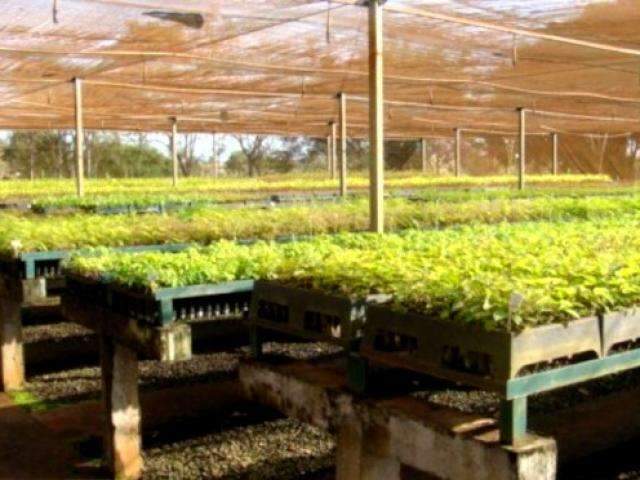 Viveiro de mudas ter&aacute; investimento para ajudar na recupera&ccedil;&atilde;o de rio