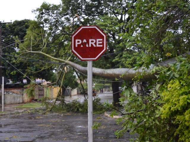 Queda de &aacute;rvore fecha cruzamento e deixa casas sem luz na Vila Planalto 