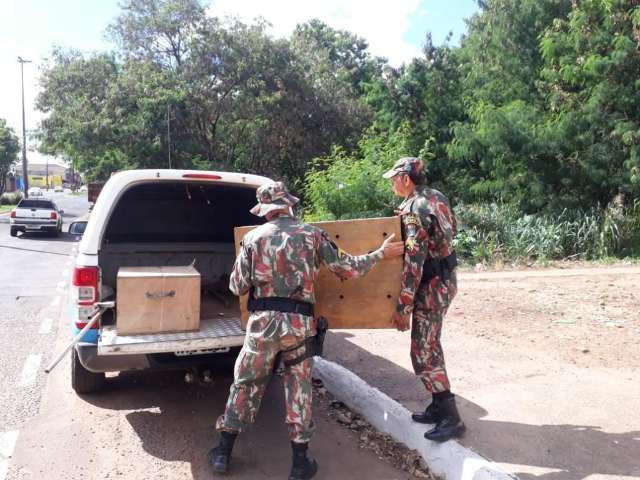 Macaco &eacute; atropelado e agoniza esperando socorro por uma hora