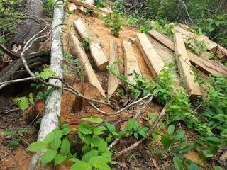 A madeira foi apreendida e o autuado recebeu uma multa no valor de R$ 21,6 mil . (Foto: divulgação) 