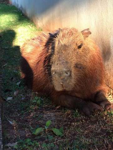 Capivara fica &quot;entocada&quot; por tr&ecirc;s dias em pr&eacute;dio de laborat&oacute;rio p&uacute;blico