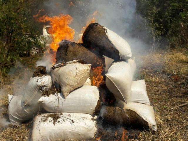 Senad localiza acampamentos perto de MS e destr&oacute;i 8,5 toneladas de maconha