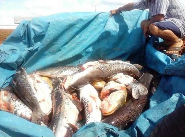 Pescador &eacute; pego com 300 quilos de peixes sem guia e &eacute; multado em R$ 6,7 mil