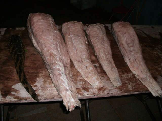  Pol&iacute;cia apreende 27 quilos de carne de jacar&eacute; e 98 quilos de pescado 