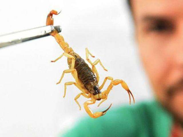 Sa&uacute;de alerta para picadas de escorpi&atilde;o, mais comuns no ver&atilde;o