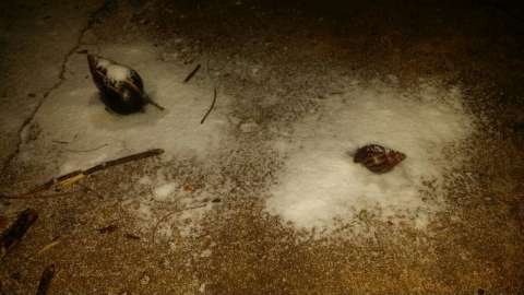 Terreno baldio gera infestação de caramujos em rua do Bairro Monte Castelo 