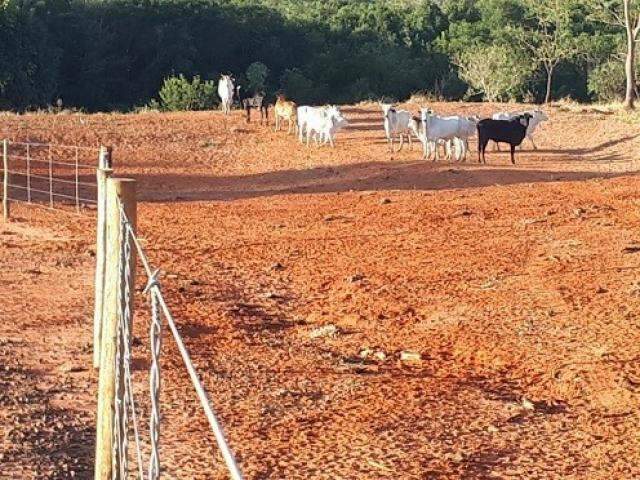 Pecuarista p&otilde;e gado na &aacute;rea do vizinho e ainda comete crime ambiental