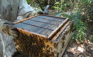 Apicultor realiza o manejo de mel em propriedade do Pantanal, onde programa Oásis é desenvolvido. (Foto: Divulgação/Ecoa)