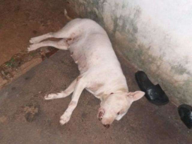 Pistoleiros fuzilam casa de brasileiro em pris&atilde;o domiciliar e c&atilde;o &eacute; atingido