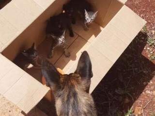 Laika de olho na &quot;descoberta&quot;, os 5 gatinhos abandonados em caixa (Foto: Thiago Kalunga)