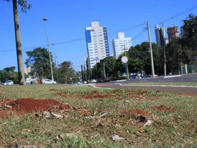 Grandes formigueiros nas ruas podem refletir desequil&iacute;brio ecol&oacute;gico