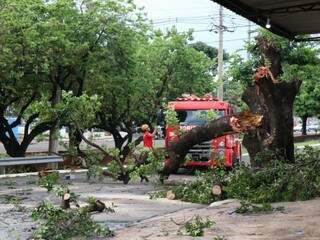 Árvore também caiu na Avenida Ernesto Geisel. (Foto: Henrique Kawaminami)