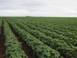 Plantação de algodão em Mato Grosso do Sul (Foto: divulgação/Ampasul)