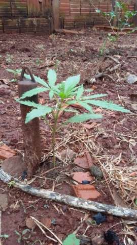 Pol&iacute;cia Militar encontra droga plantada em quintal de casa e vasos de flores