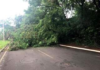 Árvore de grande porte caiu na Ricardo Brandão. (Foto: Danielle Matos)