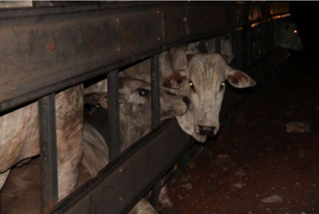 Caminh&atilde;o carregado com 48 bois tomba em rotat&oacute;ria da BR-060