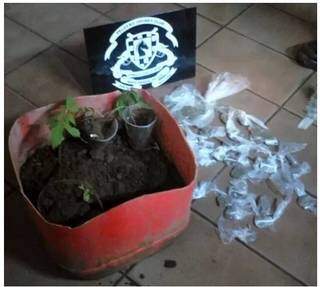 Os militares encontraram um balde contendo 30 papelotes e uma porção de maconha, além de cinco mudas da planta que dá origem a droga. (Foto: Divulgação/PMMS)