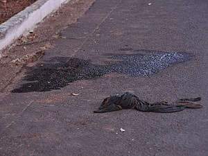  Cliente &eacute; morto durante programa sexual e namorado de travesti &eacute; suspeito