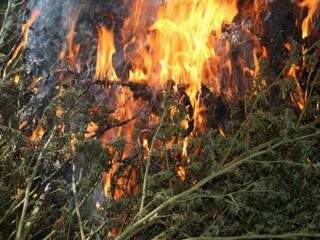 Paraguai aumenta a&ccedil;&otilde;es contra ro&ccedil;as e destr&oacute;i 600 toneladas de maconha
