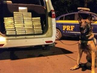 Cães foram fundamentais para encontrar a droga na lataria do carro (Foto: Assessoria Comunicação/PRF)