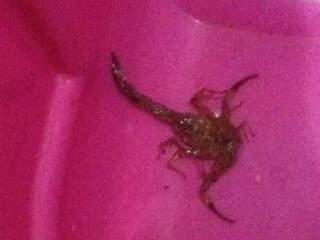 Escorpião foi encontrado pela sua esposa embaixo do tanque. (Foto: Anderson Dinato)