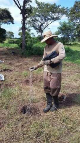 Para fortalecer bioma, projeto planta 2,5 mil mudas nativas no Pantanal