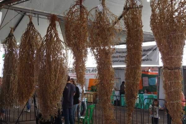 Governo autoriza repasse de R$ 40 mil para festa do P&eacute; de soja solteiro