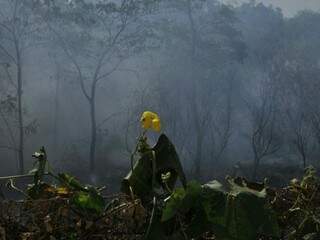 Área de preservação do Campo Nobre destruída pelo fogo (Foto: Alcides Neto)