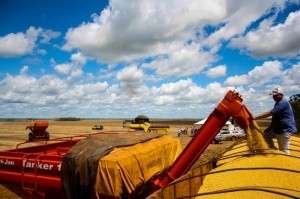 Apesar do clima, produ&ccedil;&atilde;o de soja chegou a 6,3 milh&otilde;es de toneladas em MS