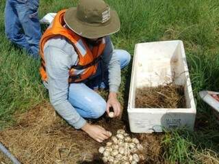 Coleta dos ovos em um dos ninhos encontrados na lagoa. (Foto: Divulgação/PrefeituradeTrêsLagoas) 